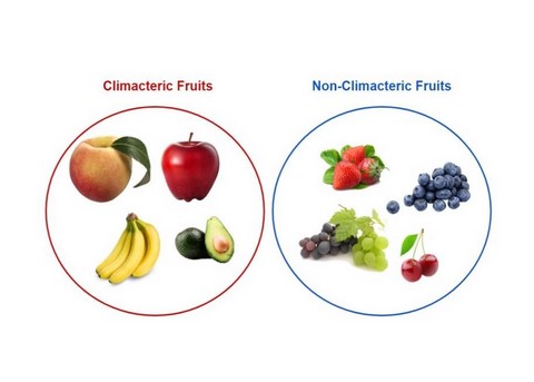 climacteric versus non-climacteric